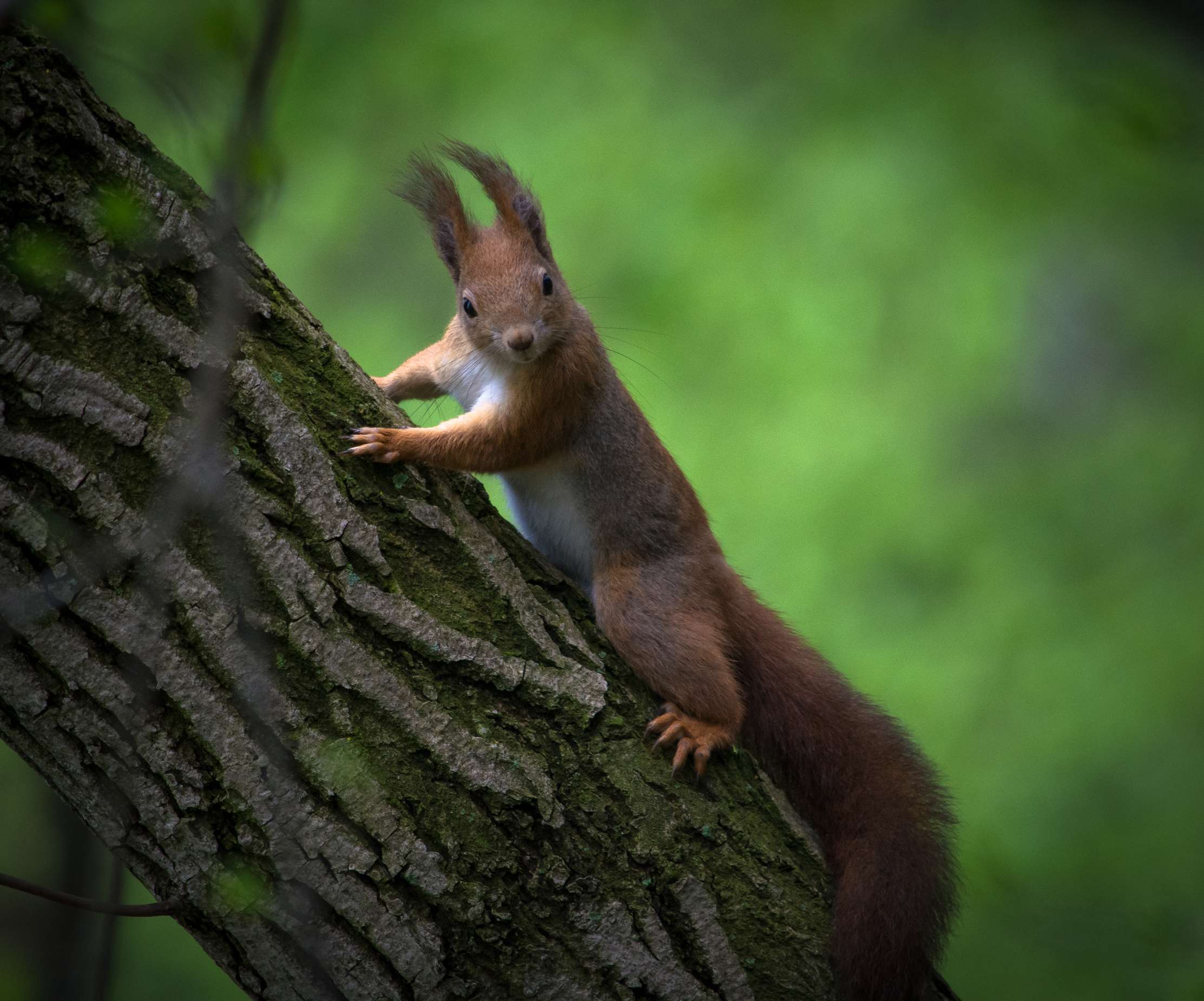 Vörös mókus (Fotópályázat 2016)