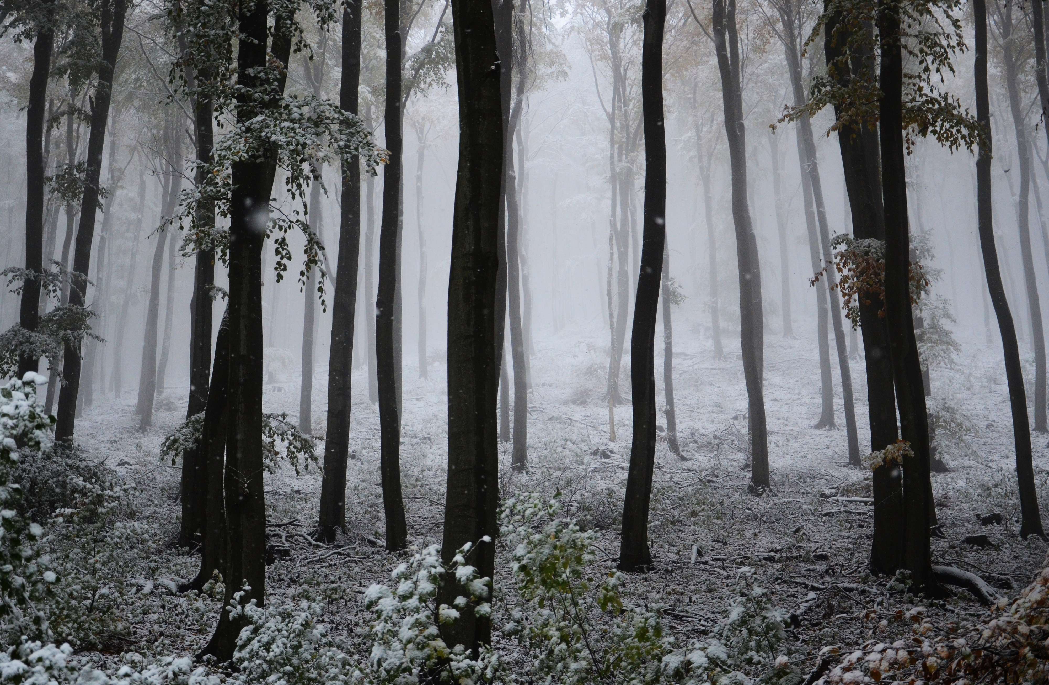 Fotó: Koncz Dezső - Álomerdő - Legszebb téli fotók (Fotópályázat 2012-2013)