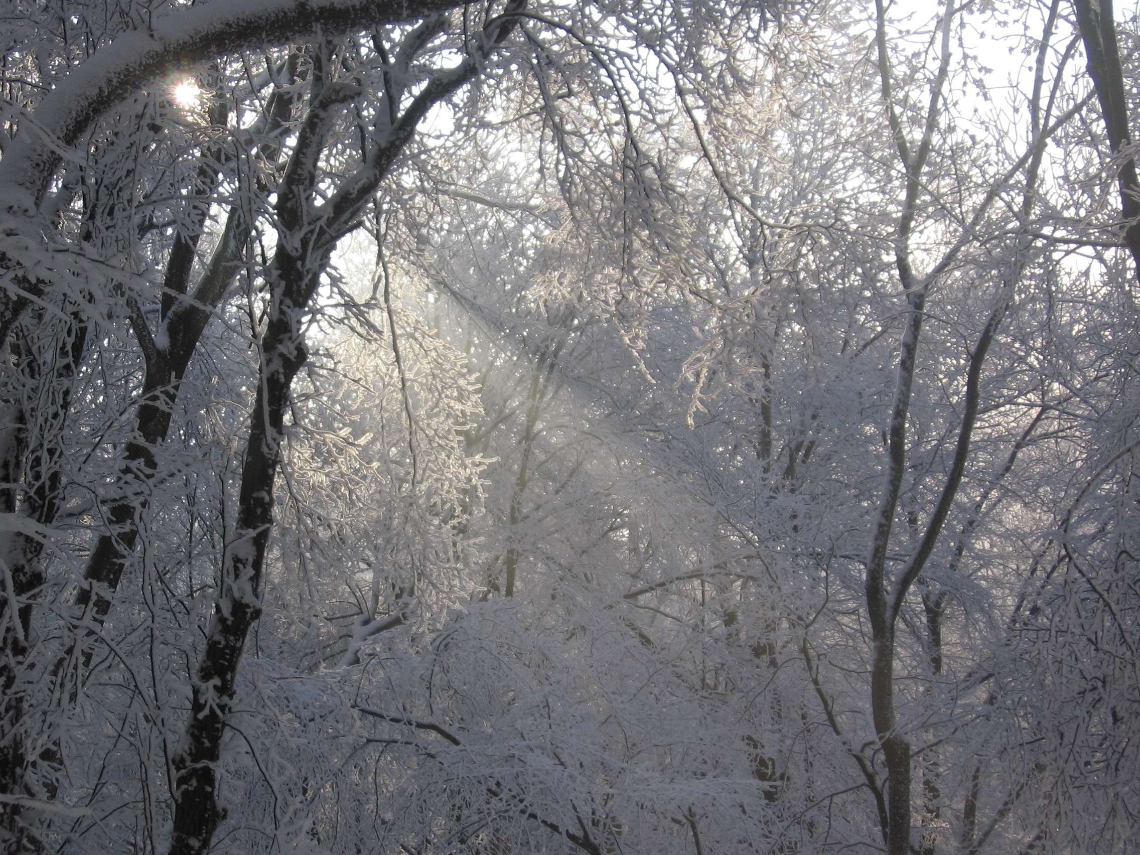 Fénysugár - Legszebb téli fotók (Fotópályázat 2012-2013)