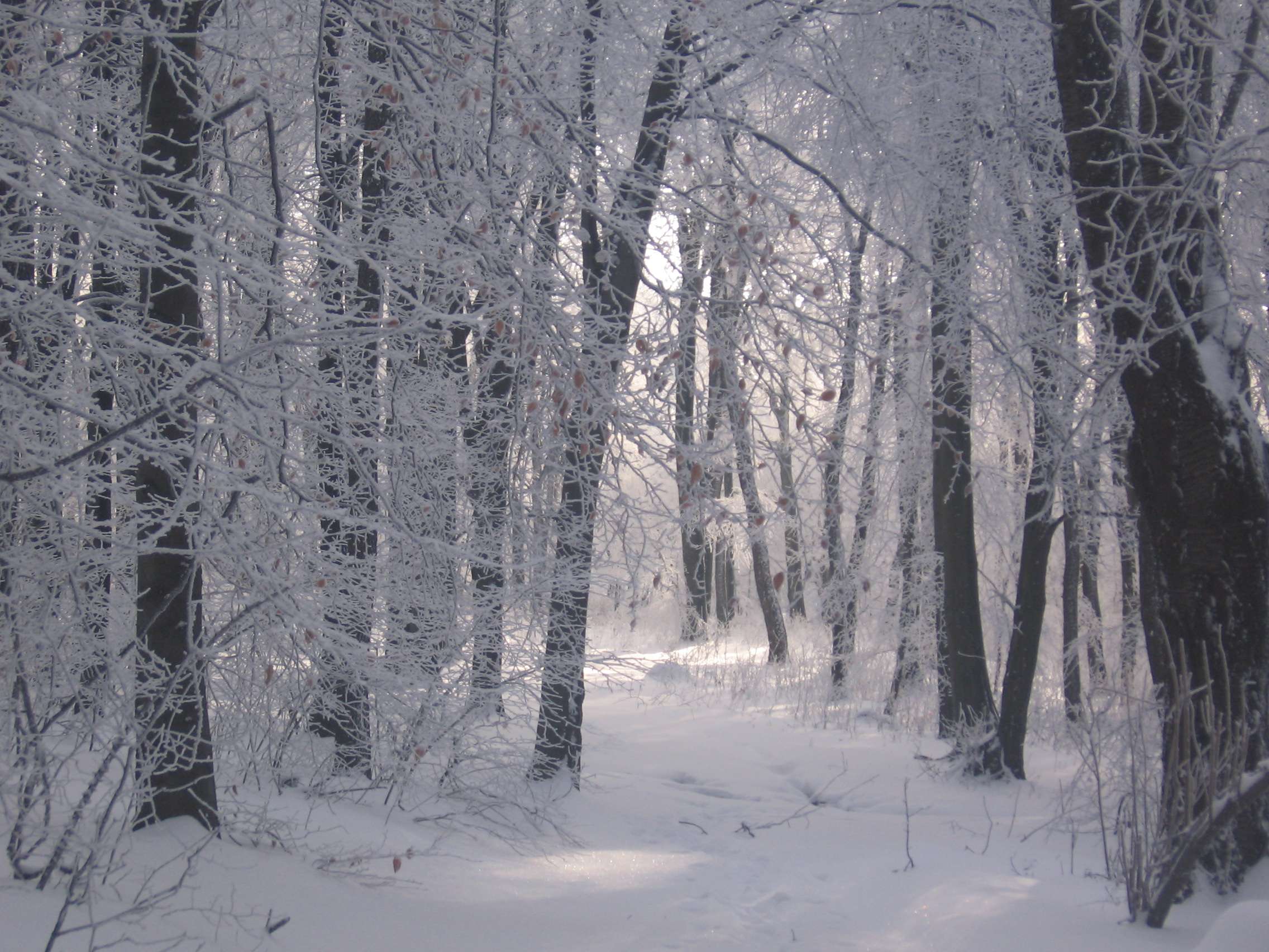 Napfény bújócska - Legszebb téli fotók (Fotópályázat 2012-2013)