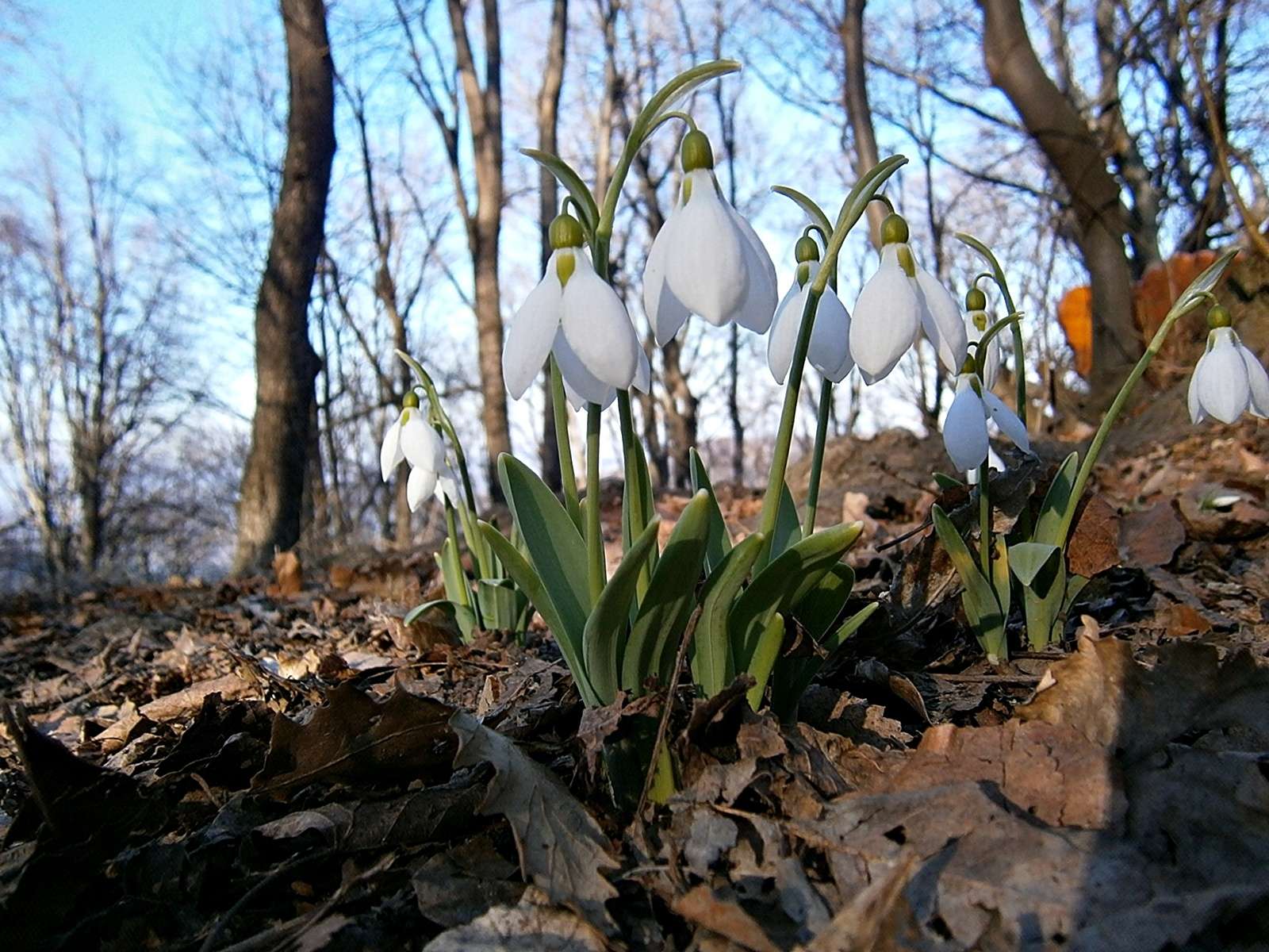 Tavaszodik - Legszebb természetfotók (Fotópályázat 2012-2013)